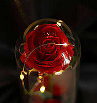 Вічна троянда в колбі з діодною LED-підсвіткою на підставці Троянда під скляним куполом КРАСНА, фото 3