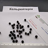 Кельрейтерія метельчата насіння (10 шт) (Koelreuteria paniculata) мильне дерево, фото 5