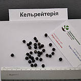 Кельрейтерія метельчата насіння (10 шт) (Koelreuteria paniculata) мильне дерево, фото 3