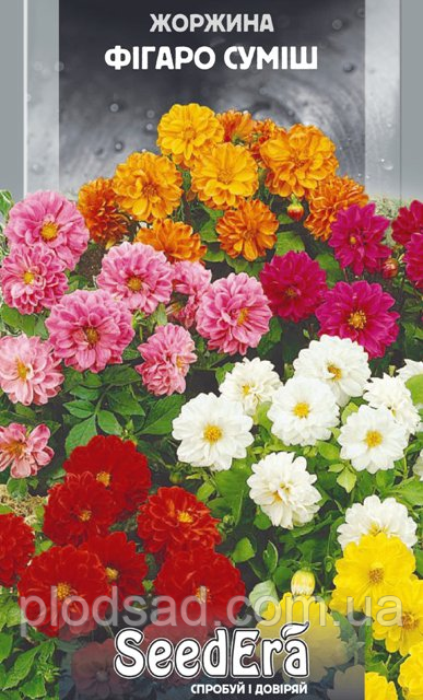 Георгіна Змінна Фігаро-соміш насіння (0.5 гр)