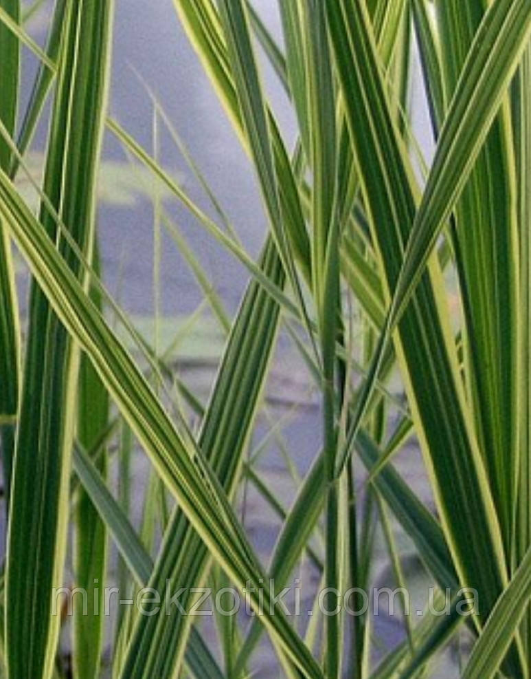 Тростинник Варієгатус жовтий або білий (Phragmites Variegatus)