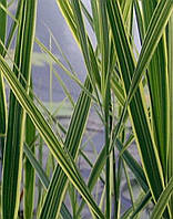 Тростинник Варієгатус жовтий або білий (Phragmites Variegatus)