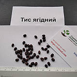 Тис ягідний насіння (20 шт) (Táxus baccáta), фото 3