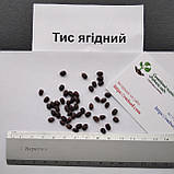 Тис ягідний насіння (20 шт) (Táxus baccáta), фото 6