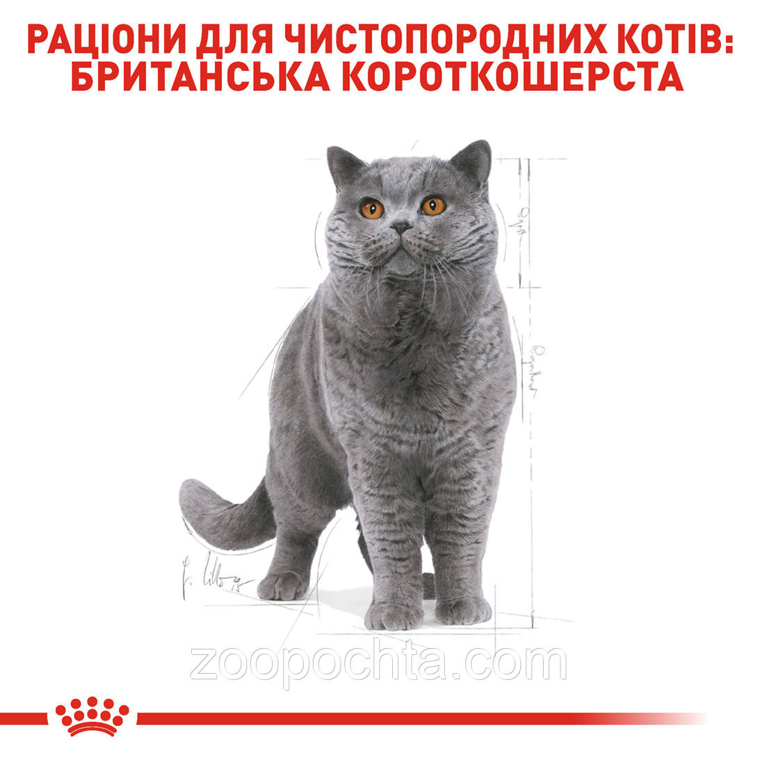 Сухой корм Royal Canin British Adult для британских кошек, 10КГ - фото 2 - id-p286229231