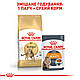 Сухий корм Royal Canin Bengal Adult (Роял Канін Бенгал) для котів від 1 року 2 КГ, фото 6