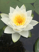 Німфея «Вайт Султан» (Nymphaea «White Sultan») (маленька рослинка, поділка)