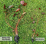 Німфея «Ванвіза» (Nymphaea «Wanvisa») (молода рослина, поділка), фото 4