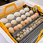 Інкубатор автоматичний Теплу Greeny 88 ТАВ 220/50, фото 5