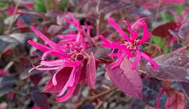 Лоропеталум китайський Fire Dance 2 річний, Лоропеталум китайський Фаєр Денс, Loropetalum chinense Fire Dance, фото 3