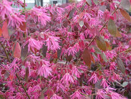 Лоропеталум китайський Fire Dance 2 річний, Лоропеталум китайський Фаєр Денс, Loropetalum chinense Fire Dance, фото 2