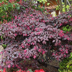 Лоропеталум китайський Fire Dance 2 річний, Лоропеталум китайський Фаєр Денс, Loropetalum chinense Fire Dance, фото 4