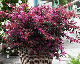 Лоропеталум китайський Fire Dance 2 річний, Лоропеталум китайський Фаєр Денс, Loropetalum chinense Fire Dance, фото 5