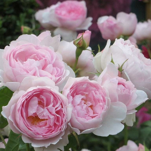Саджанці англійської троянди Септерд Айл (Rose Scepter'd Isle)