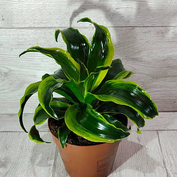 Драцена Торнадо