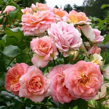 Саджанці англійської троянди Концерто 94 (Rose Concerto 94)