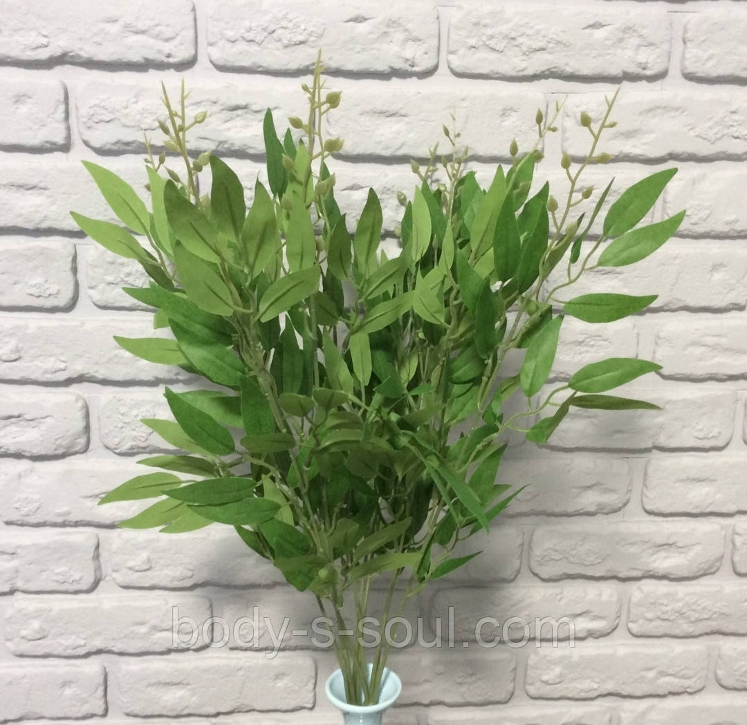 Кущ рускусу, довжина 36 см