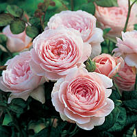 Саженцы английской розы Королева Швеции (Rose Queen of Sweden)