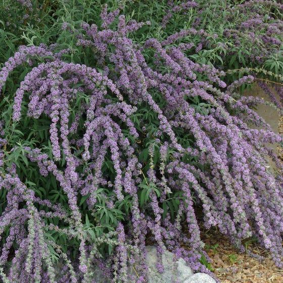 Саджанці Буддлеі очереднолистної Аргенті (Buddleja alternifolia Argentea) Р9