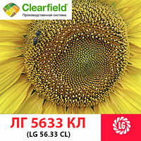 ЛГ 5633 CL Limagrain (под Евро-Лайтнинг), семена подсолнечника LG 5633 CL Лимагрейн