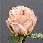 Саджанці чайно-гібридної троянди Шімер (Rose Shimmer), фото 3