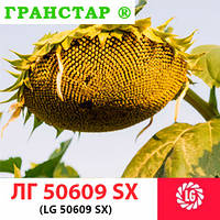 ЛГ 50609 SX Limagrain (под Гранстар), семена подсолнечника LG 50609 SX Лимагрейн
