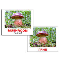 Міні-картки Домана "Природа/Nature" Вундеркінд з пеленок, 40 карток, вік: від народження