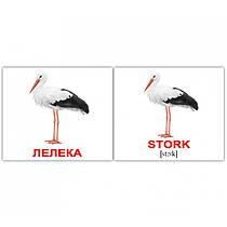 Міні-картки Домана "Птахи/Birds" Вундеркінд з пелюшок, 40 карток, вік: від народження