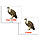 Міні-картки Домана "Птахи/Birds" Вундеркінд з пелюшок., фото 5