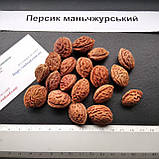 Персик манчьжурський насіння (10 шт) підщепа для саджанців морозостійкий, фото 2