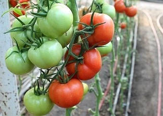 Томат средньорослий (напівдетермінантний)