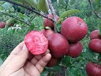 Яблоня "Ред Кетти"красная мякоть,урожайная,скороплодная