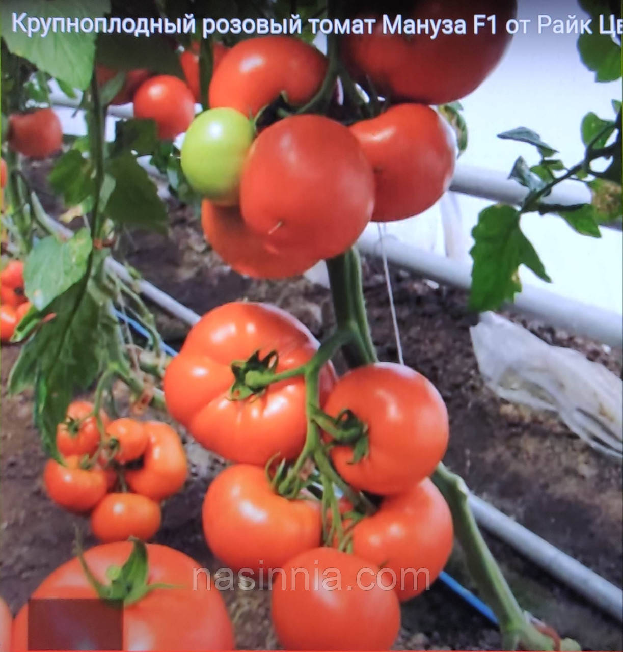 Томат Мануса F1 100 насінин