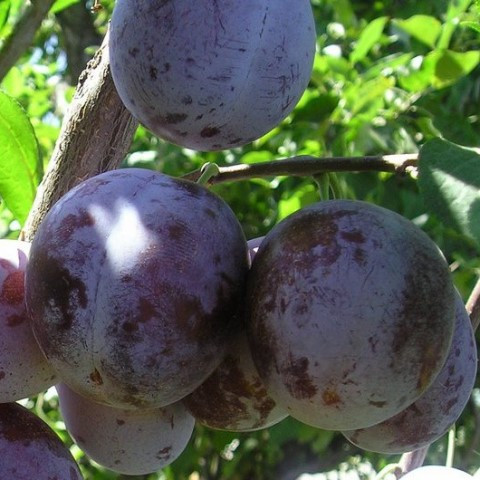 Слива Монфор (ранняя), фото 1