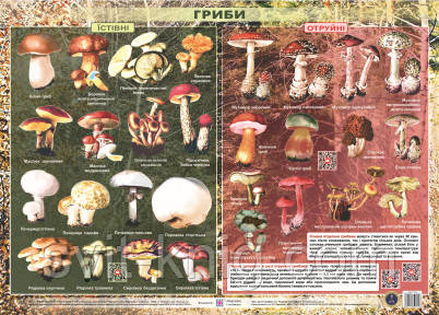 Плакат. Съедобные и ядовитые грибы