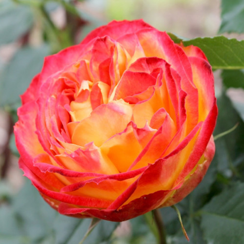 Саджанці англійської троянди Вулканика (Rose Vulcanica)