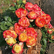 Саджанці англійської троянди Вулканика (Rose Vulcanica), фото 3