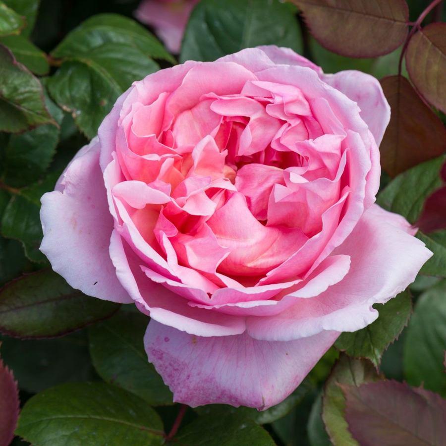 Саджанці англійської троянди Бразе Кадфаэль (Rose Brother Cadfael)
