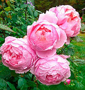 Саджанці англійської троянди Бразе Кадфаэль (Rose Brother Cadfael), фото 3