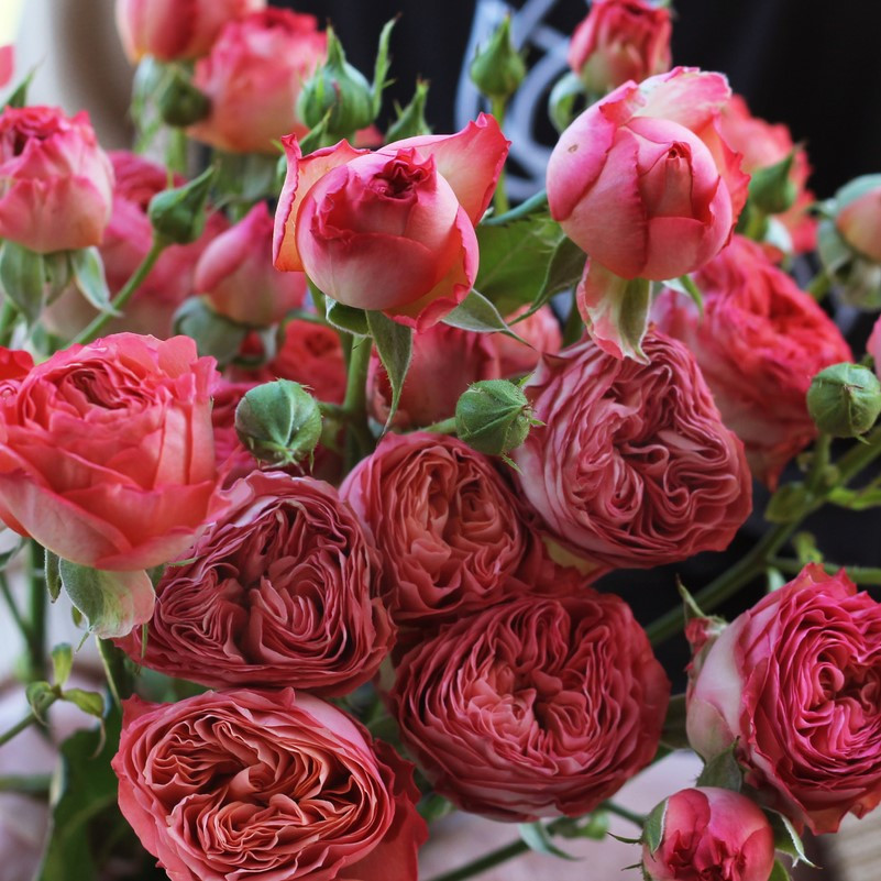 Саджанці англійської троянди Апрікот Лейс (Rose White Lace)