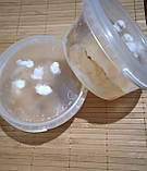 Чайний гриб, фото 2