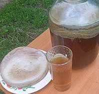 Чайний гриб живий, камбуча, чайний квас. (антибактеріальне, протизапальне, тонізувальне властивості)