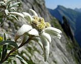 Едельвейс - гірська квітка елітне насіння гібрид Голландія, фото 3