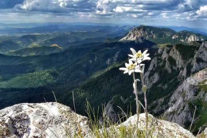 Семена Эдельвейс - горный цветок элитные гибрид Голландия - фото 1 - id-p1573782633