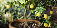 Лимон плодоносящий гибридные семена экзотические Голландия