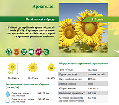 Насіння соняшника Армагедон стандарт, соняшник під євролайтинг, фото 4