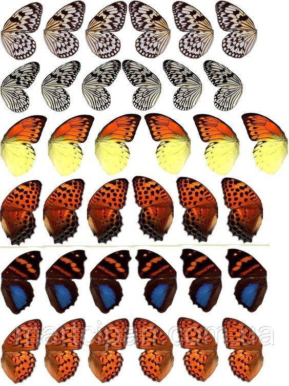 Метелики 11 асорті Вафельна картинка, фото 1