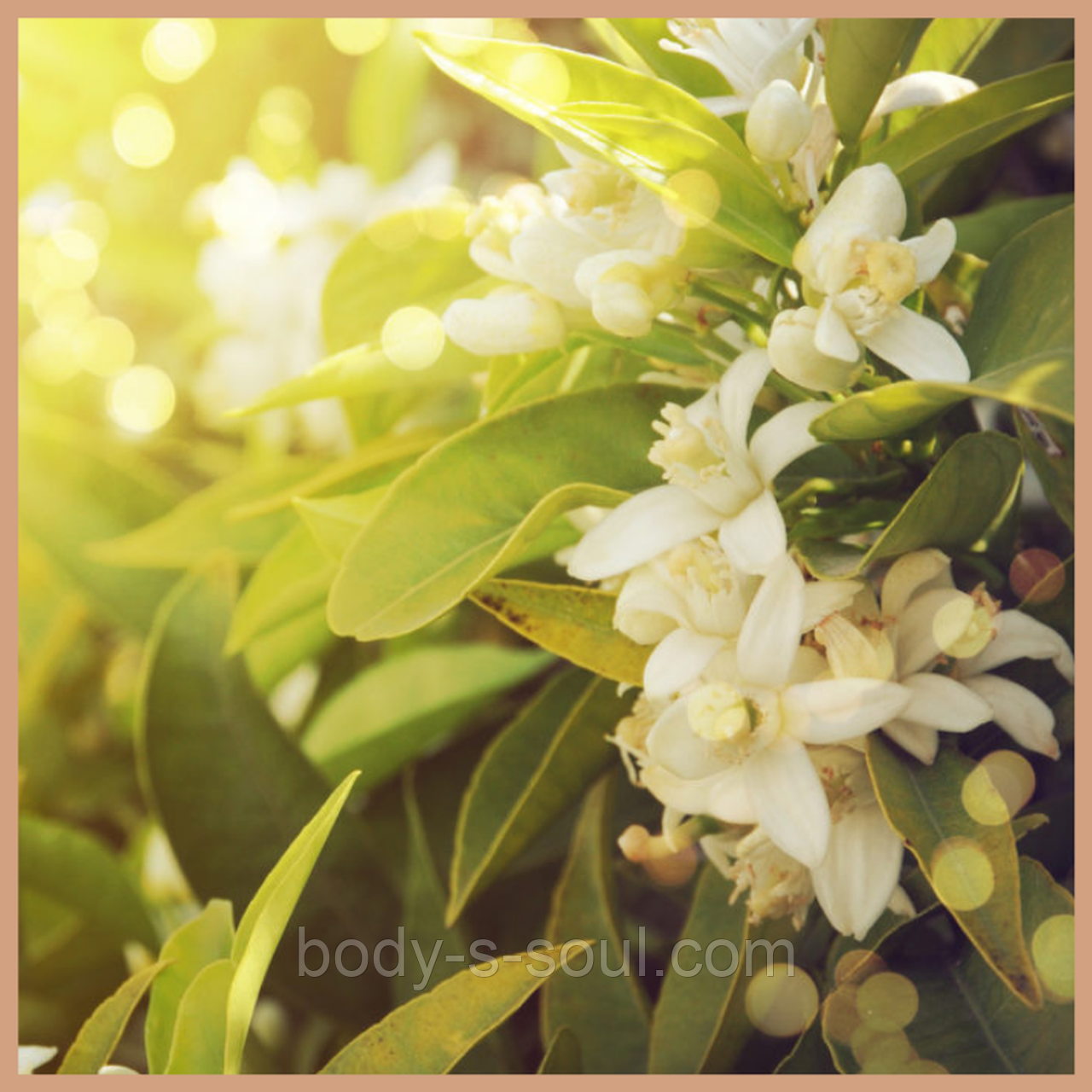 Basil & Neroli Blossom, ароматизатор для косметики, мила і свічок ручної роботи, Craftovator