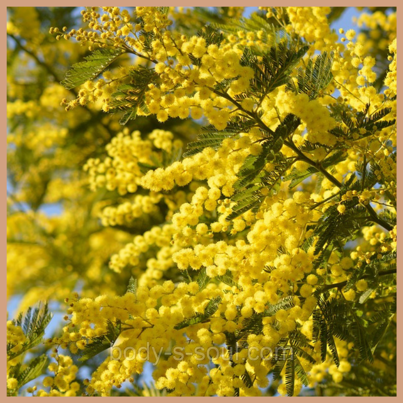Cardamom & Mimosa, ароматизатор для косметики, мила і свічок ручної роботи, Craftovator