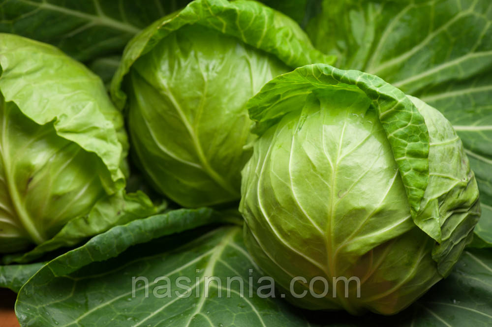 Капуста Болікор F1 2500 насінин, фото 1